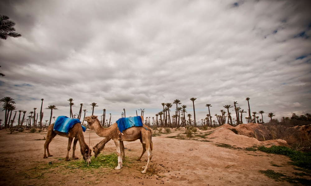 camel riding marrakech