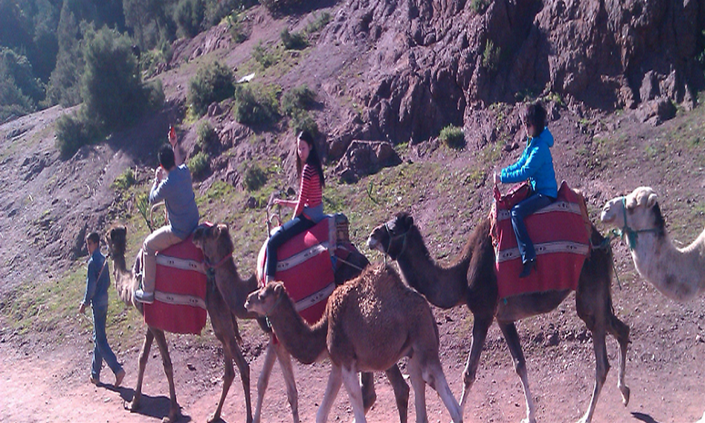 camel trekking excursion from marrakech