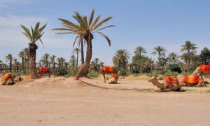 day-camel-trek