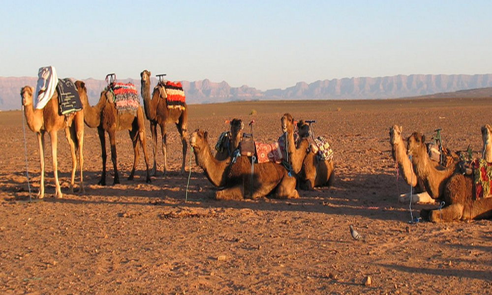 2 days morocco camel ride tour & dunes expedition